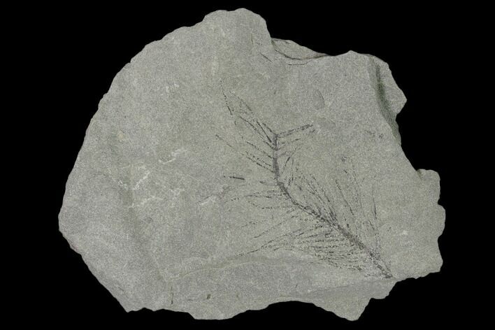 Pennsylvanian Fossil Horsetail (Sphenophyllum?) Plate - Kentucky #158716